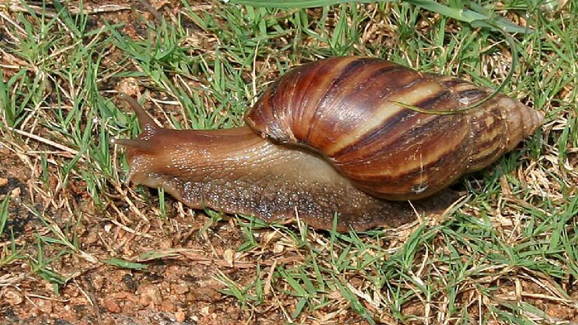 Caramujo-gigante-africano é outra espécie invasora que destrói ecossistemas brasileiros. Imagem: J.M.Garg/Wikimedia Commons