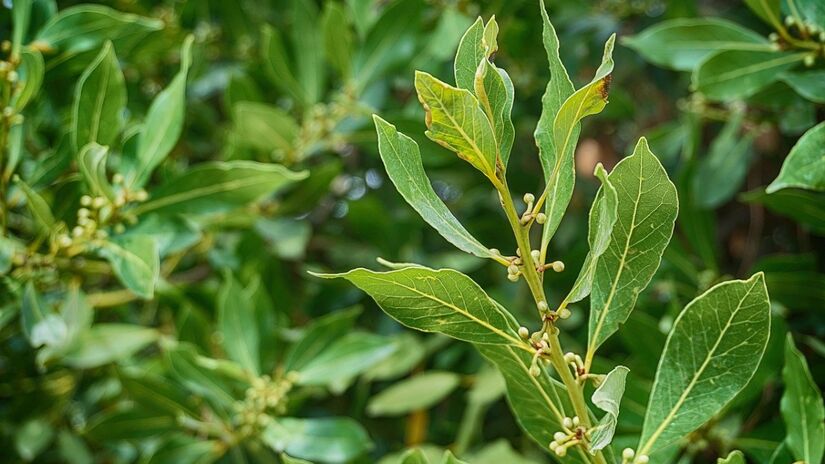 Muito usado na culinária, especialmente no feijão, as folhas de louro são um tesouro para quem quer acabar de vez com as baratas. Isso porque o inseto odeia o cheiro e o sabor dessa planta. Foto: Pixabay