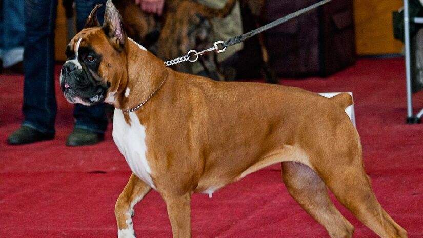Boxer é propício a desenvolver câncer. Imagem: Lilly M/Wikimedia Commons