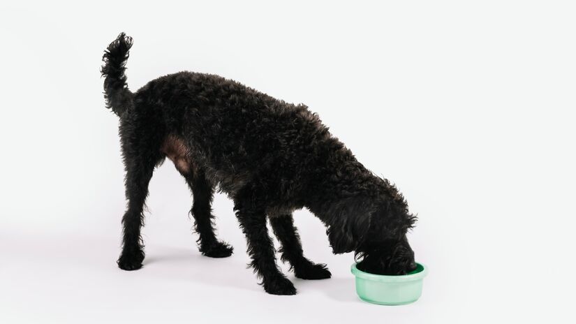 Com o aumento do gasto energético para manter o corpo aquecido, pode ser necessário ajustar a alimentação. Porém, qualquer mudança deve ser feita com orientação veterinária.