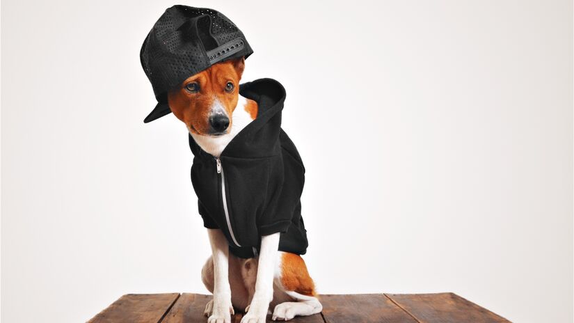 As roupas de inverno ajudam muito, principalmente em raças de pelo curto, como pinschers e chihuahuas. Mas é importante que as peças não atrapalhem os movimentos do pet nem causem incômodos.