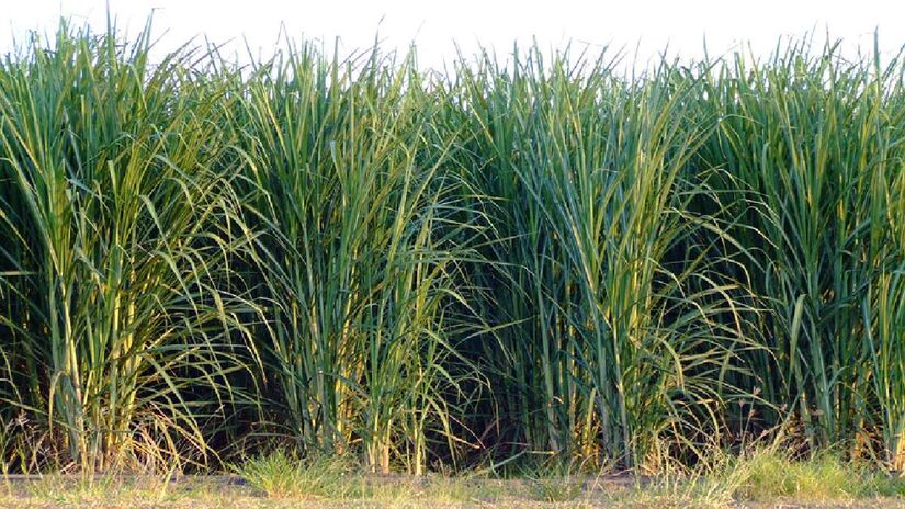 Porcentagem de etanol na gasolina reduz emissão de gás carbônico através dos combustíveis verdes. Imagem: Phill/Wikimedia Commons