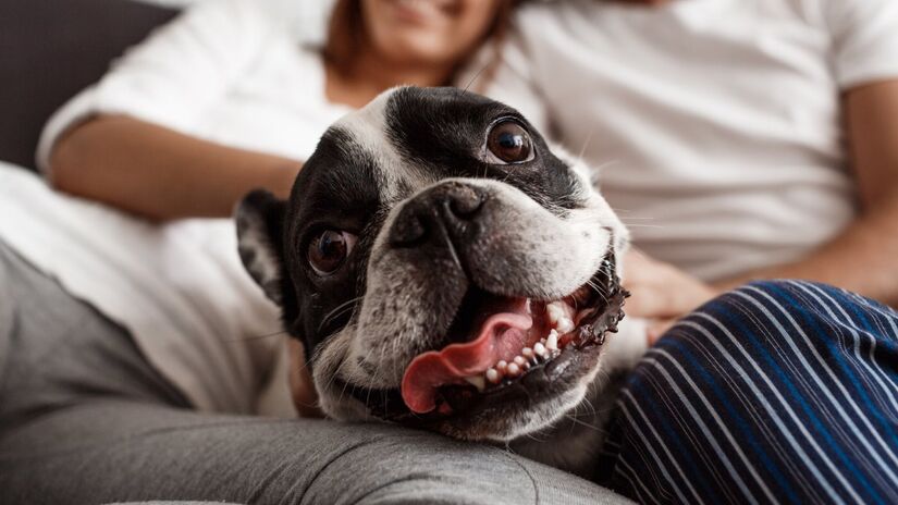 Seu amigo de 4 patas gosta de estar por perto