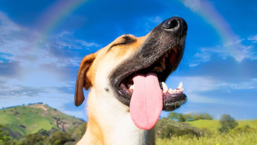 Uma expressão relaxada é sinal que seu cão está bem