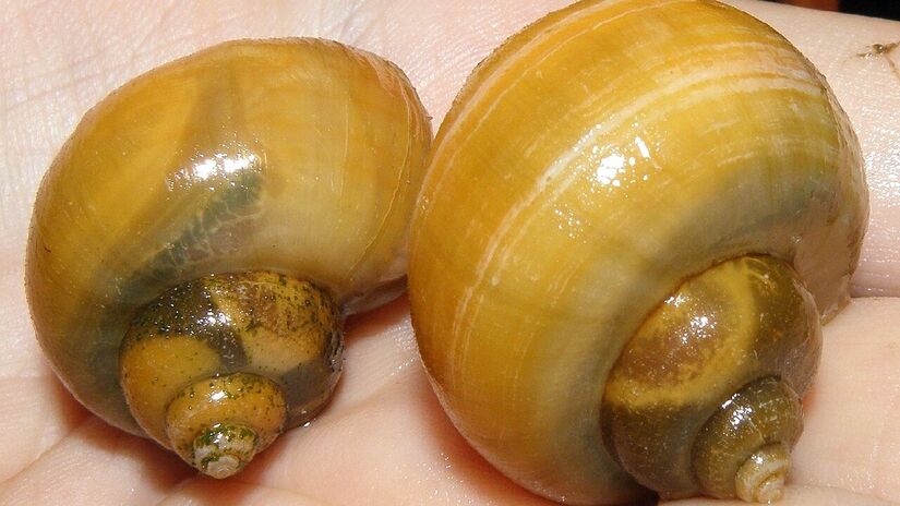 Casco de caracol maça. Imagem: CHUCAO/Wikimedia Commons