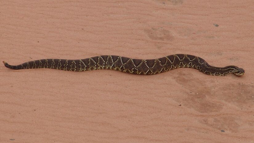 Pesam de 2 a 4 kg. Imagem: José Reynaldo/Wikimedia Commons