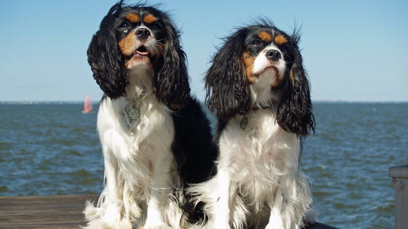 Cavalier é raça rara no Brasil, mas também possui saúde frágil. Imagem:David Shankbone/Wikimedia Commons