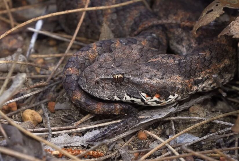 Cobra da morte é uma das cobras mais venenosas da Austrália