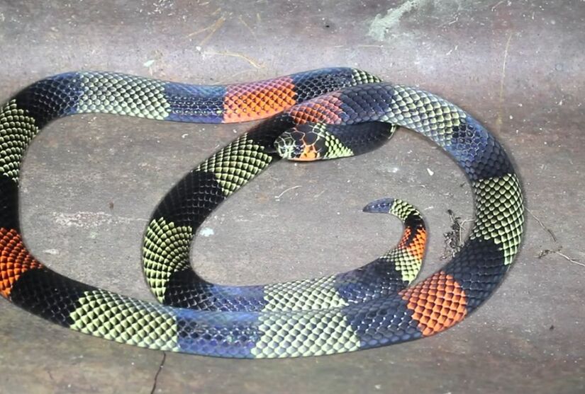 Coral verdadeira é a cobra mais venenosa do Brasil (Foto: Reprodução/Youtube)