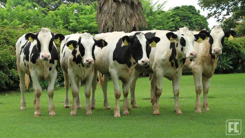 O modelo de produção verticalizado e extremamente tecnológico foi um dos principais caminhos que a fazenda encontrou para fazer sucesso. (Fazenda Colorado/Divulgação)