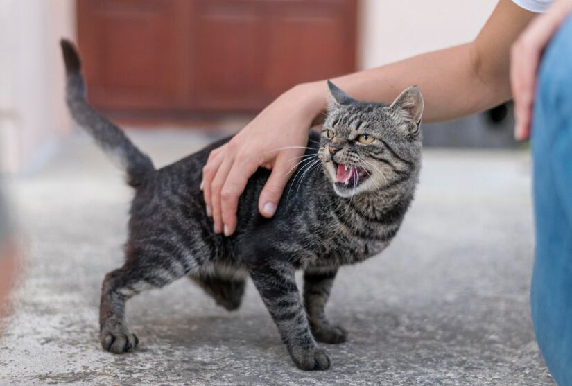 Apesar de ser considerado domesticados, gatos conservam seus instintos de caça