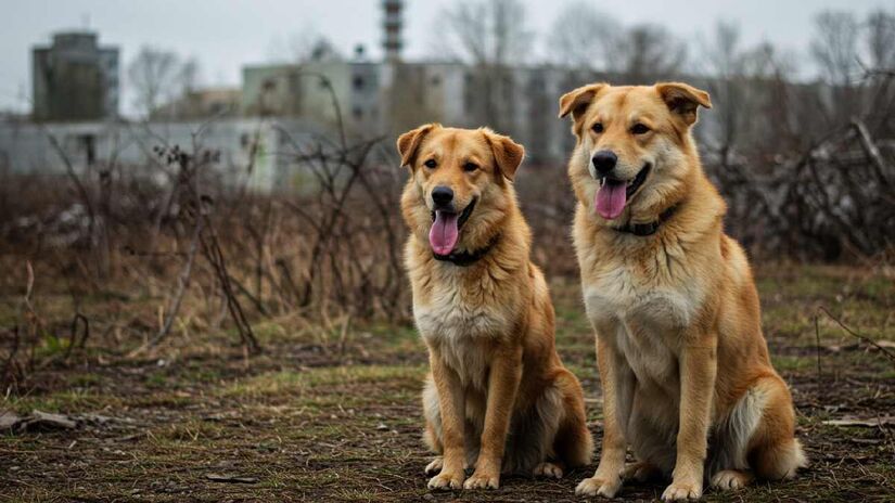 Cães selvagens de Chernobyl podem estar evoluindo mais rápido por causa da radiação, segundo estudo genético.