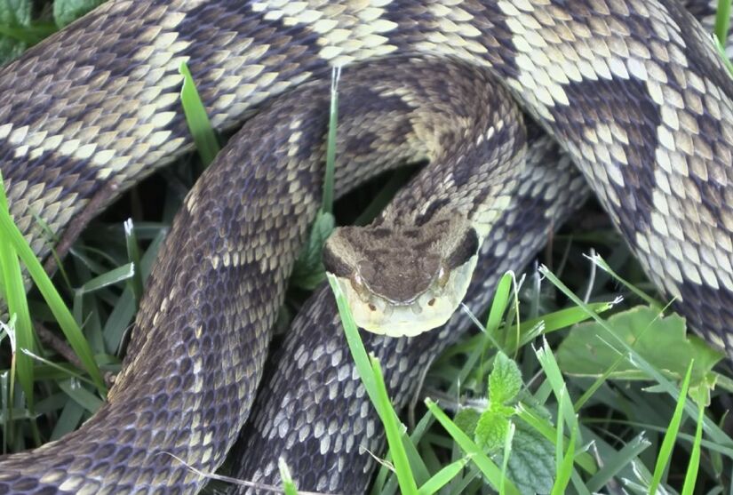 Jararaca é cobra que causa mais incidentes no Brasil
