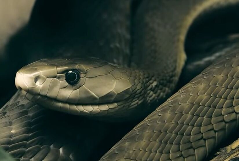 Mamba-negra é considerada uma das cobras mais perigosas do mundo