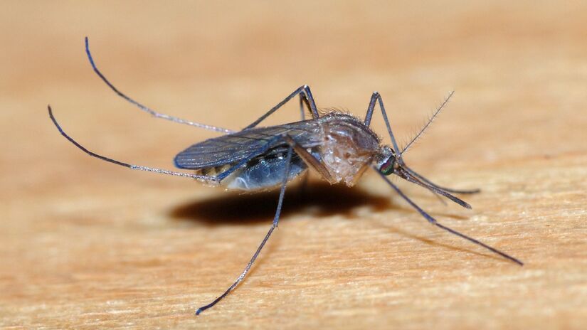 Mas o mosquito comum também transmite. Imagem: Alvesgaspar/Wikimedia Commons