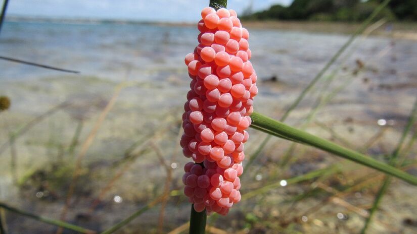 Embora bonitos, esses ovos trazem grande prejuízo. Imagem: Rhalah/Wikimedia Commons