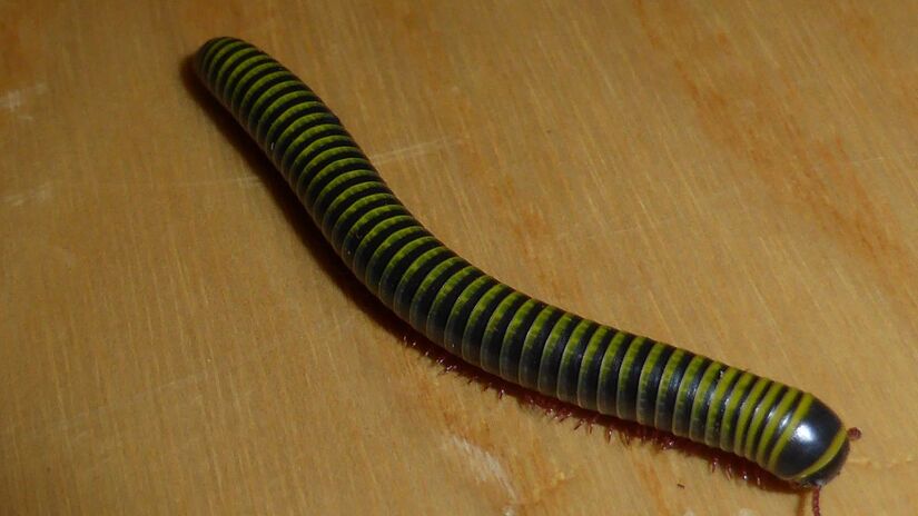 O piolho-de-cobra é mais um exemplo de como o medo pode ser fruto da desinformação. Ao entender o papel desses animais, fica mais fácil respeitar sua presença e evitar atitudes que prejudiquem o meio ambiente. Foto: Wikimedia Commons