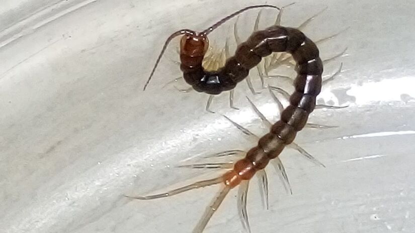 Muitas pessoas confundem o piolho-de-cobra com lacraias ou centopeias. No entanto, são espécies completamente diferentes tanto na aparência quanto no comportamento e toxicidade. Foto: Wikimedia Commons