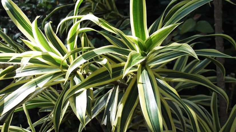 Pleomele. Foto: Wikimedia Commons