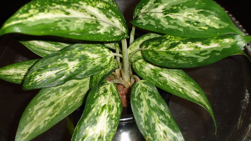 Aglaonema. Foto: Wikimedia Commons