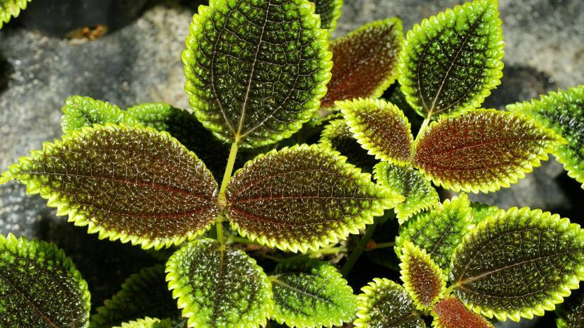Pilea. Foto: Wikimedia Commons