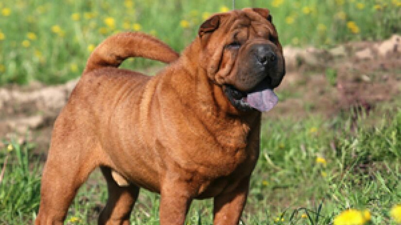 As dobras no rosto do Shar Pei podem infeccionar. Imagem: Yan Mis/Wikimedia Commons