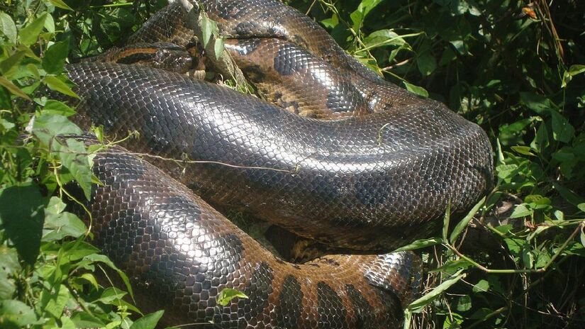 Depois de devorar a presa, cobras passam até 6 dias digerindo. Imagem: Wagnermeier/Wikimedia Commons