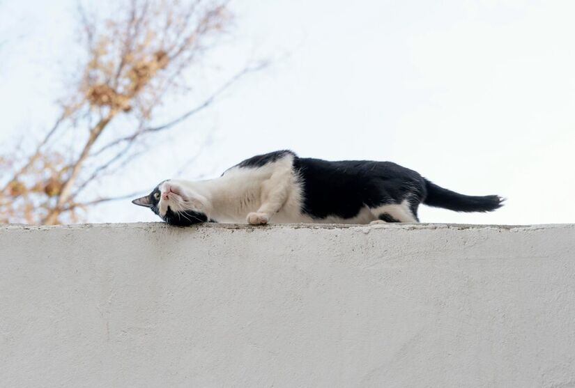 Quando seu gato esfrega o rosto em objetos ou em você, ele está depositando feromônios para marcar território e criar uma sensação de familiaridade
