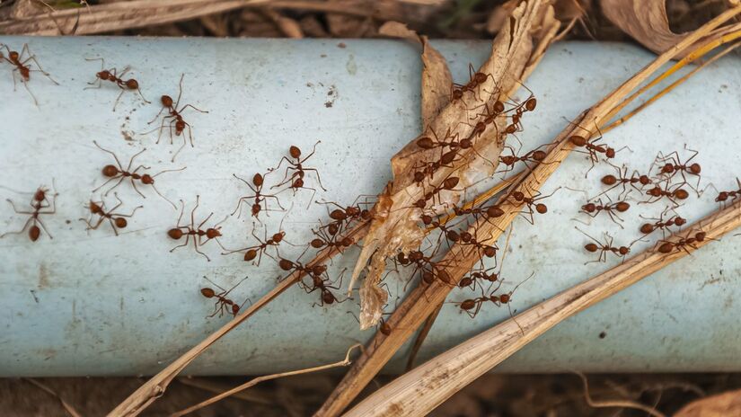 Descoberta no Nordeste reforça o papel da América do Sul na origem das formigas