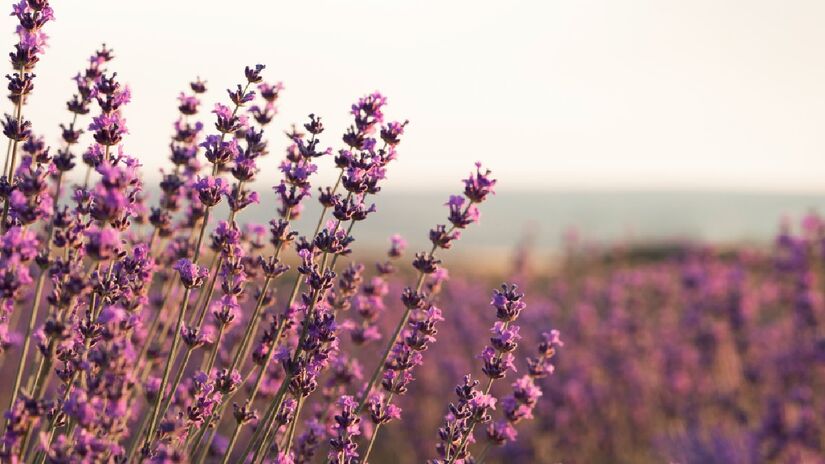 A lavanda, além de ser ótima para decoração, perfuma o ambiente e atrai polinizadores (Fotos:Freepik)