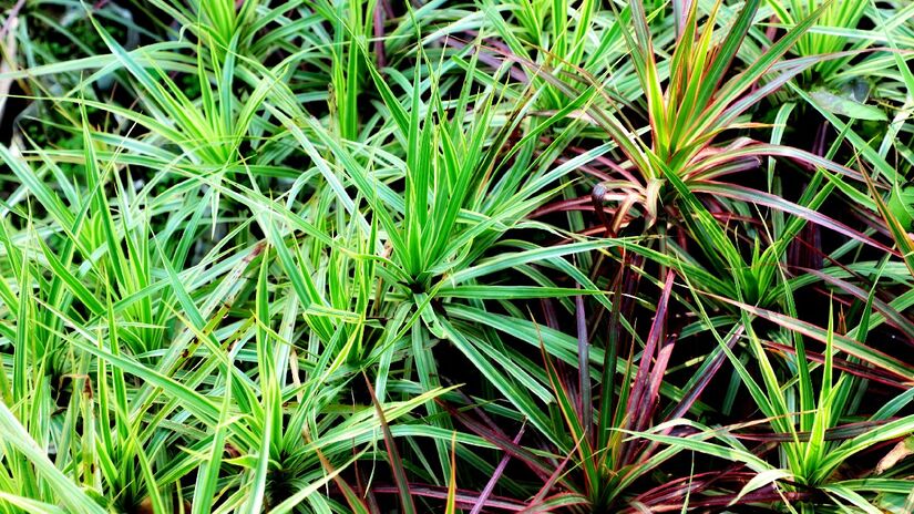 Clorofito: com folhas verdes e listras brancas, essa planta cria um efeito visual suave e fresco, uma excelente opção para cobrir o solo em canteiros sombreados ou semi-sombreados