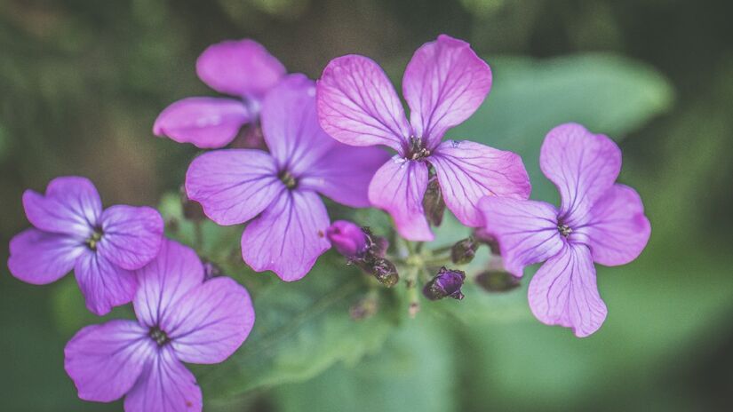 Vinca: resistente ao calor, ela é ideal para regiões tropicais e subtropicais