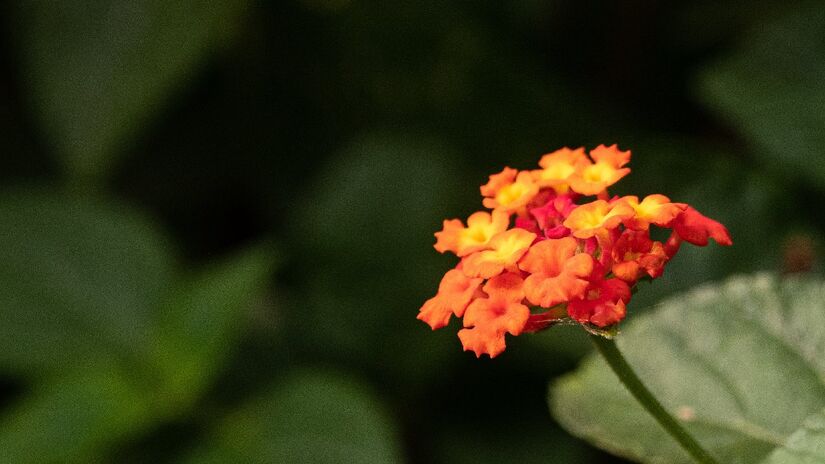A lantana é ideal para canteiros baixos e coloridos, além de ser resistente as pragas, ótimo para jardins residenciais