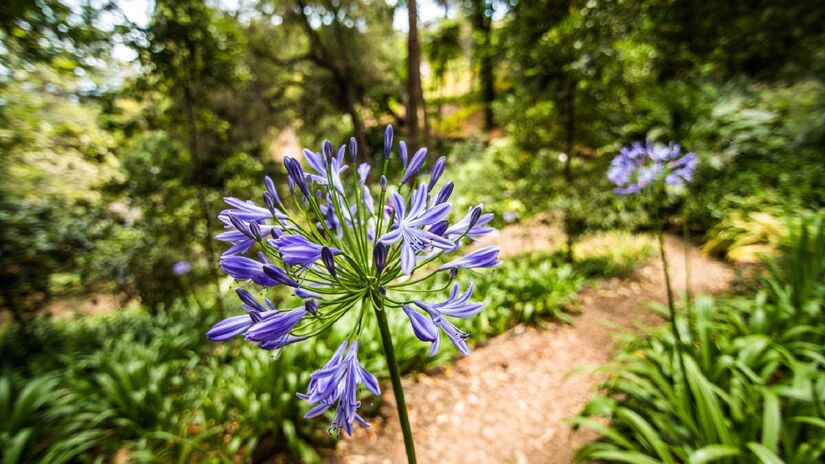 Agapanto: para plantá-la, o solo deve ser bem drenado e enriquecido com matéria orgânica