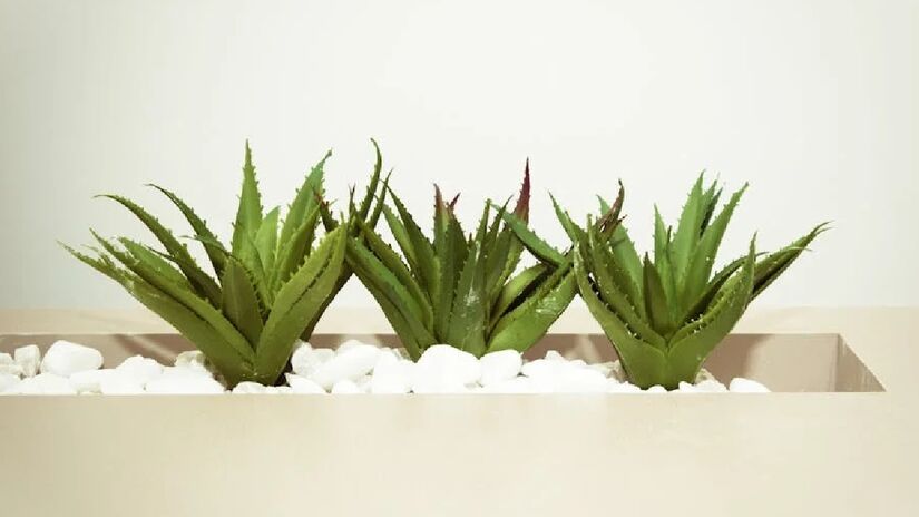 Aloe Vera: A grande vantagem desta planta é o fato dela liberar oxigênio à noite, o que ajuda a respirar mais facilmente durante o sono. A aloe vera também ajuda a purificar tóxinas como benzeno e formaldeído - (Cecília O. Tommasini/Pexels)