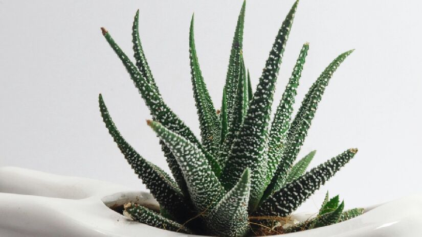Babosa produz o gel de aloe vera. Imagem: Pexels