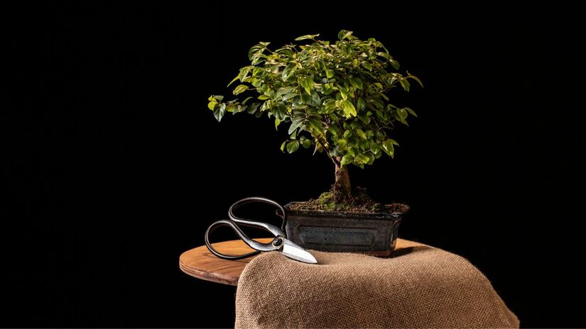 O bonsai representa serenidade (Fotos: Freepik) 