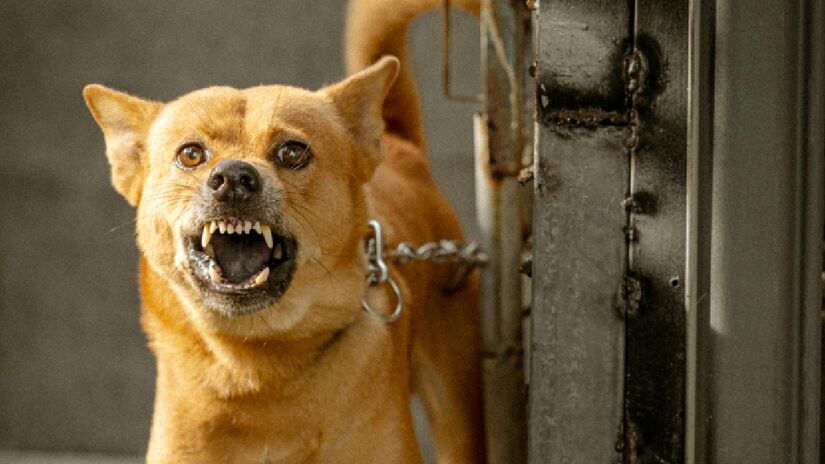 Quem vive com cachorros em casa ou costuma frequentar ambientes que tenham cães, provavelmente já notou que estes animais não reagem da mesma maneira para todas as visitas recebidas - (Phan Cuong/Pexels)