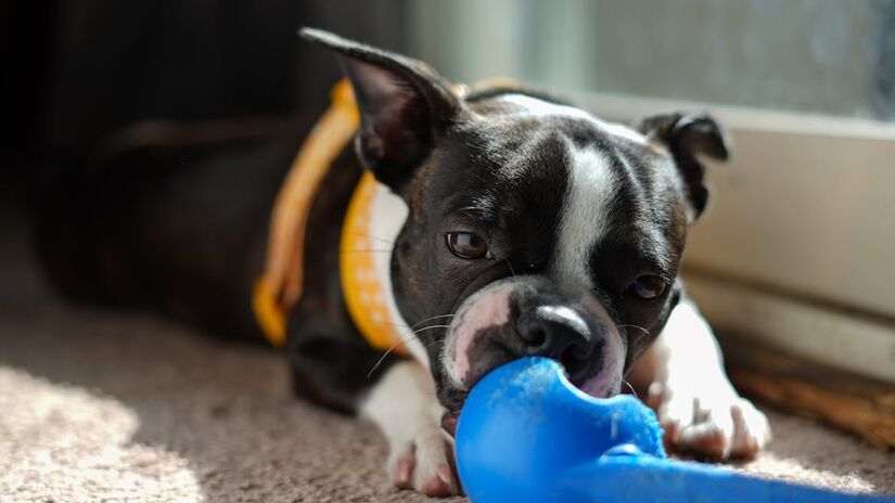 Para prevenir latidos excessivos ou comportamentos defensivos, a melhor opção é investir na socialização do pet desde filhote - (Sean Brannon/Pexels)