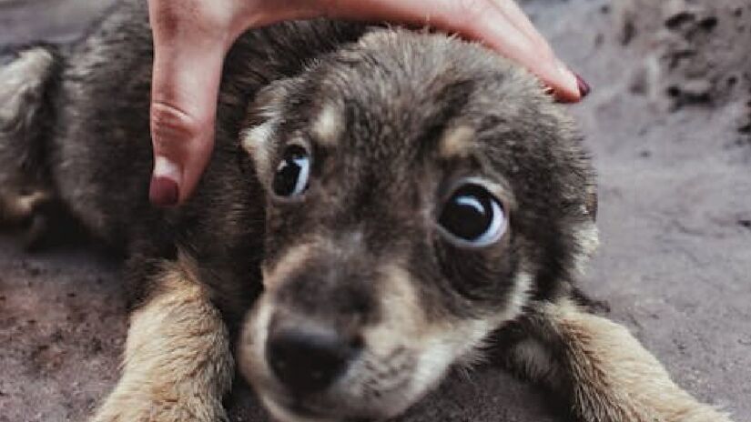 Cada cachorro tem sua própria personalidade e suas experiências e medos. Os animais que não se acostumaram a serem expostos por várias pessoas ao longo da vida (principalmente durante o crescimento), tendem a ficar com medo ao receberem visitas - (Alin Luna/Pexels)