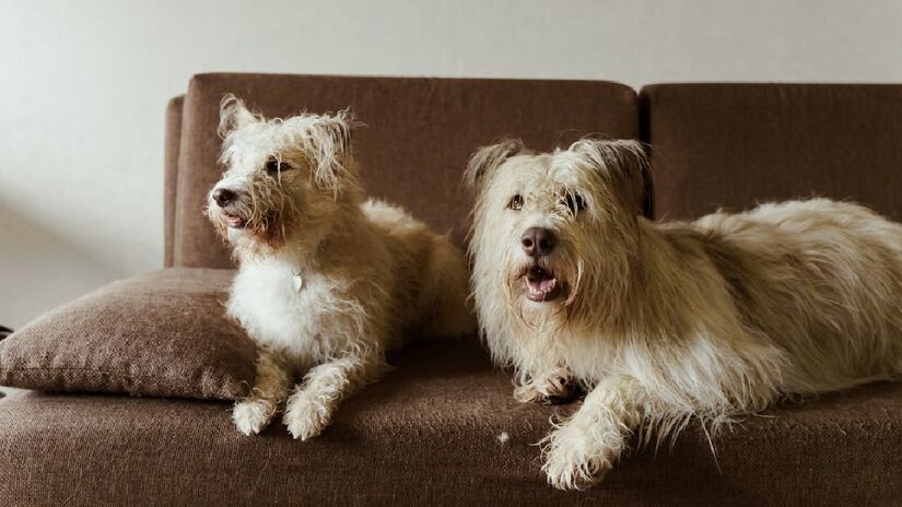 Levar o cachorro para passear, apresentar o animal para pessoas de perfis variados, deixá-lo ter contato com outros cães e estimular interações positivas são atitudes que ajudam a incentivar o animal a ser mais equilibrado emocionalmente - (Yaroslav Shuraev/Pexels)