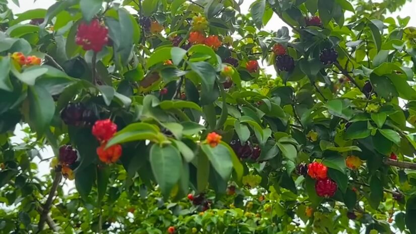 Fruta possui ação anti-inflamatória reconhecida pela ciência (Foto: Reprodução/Youtube)