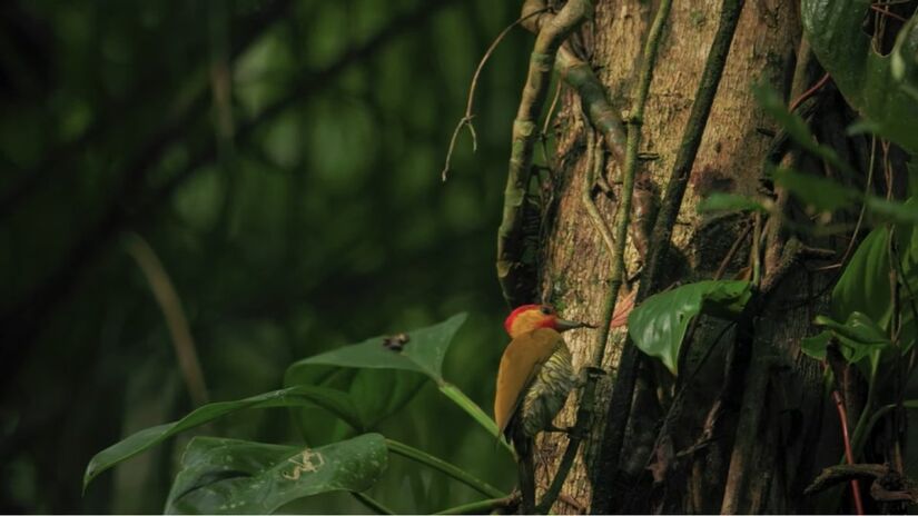 Além da vista rara, o local abriga mais de 270 espécies de mamíferos e um quinto das aves do Brasil