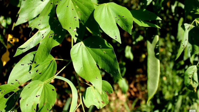 Cultivo caseiro une efeito terapêutico, valor ornamental e consciência ambiental (foto: Reprodução/Youtube)