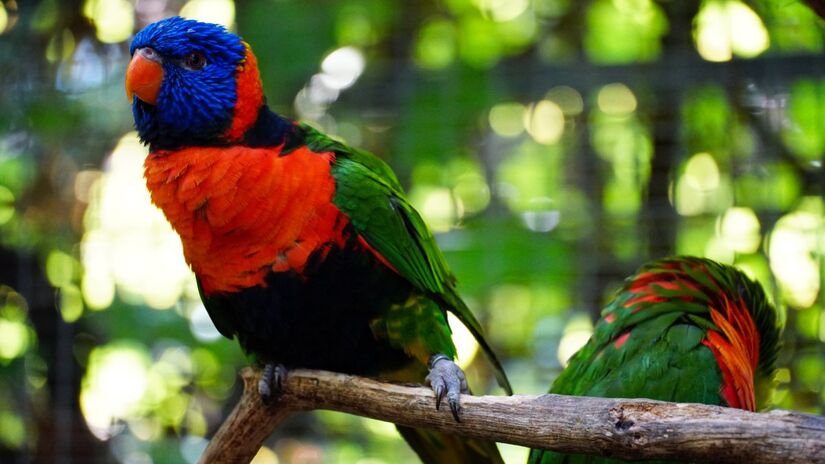 As aves coloridas precisam de ambientes naturais para sobreviver 