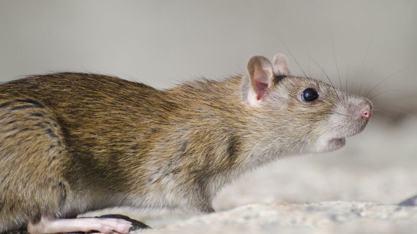 Ratos são atraídos por sujeiras e alimentos de fácil acesso