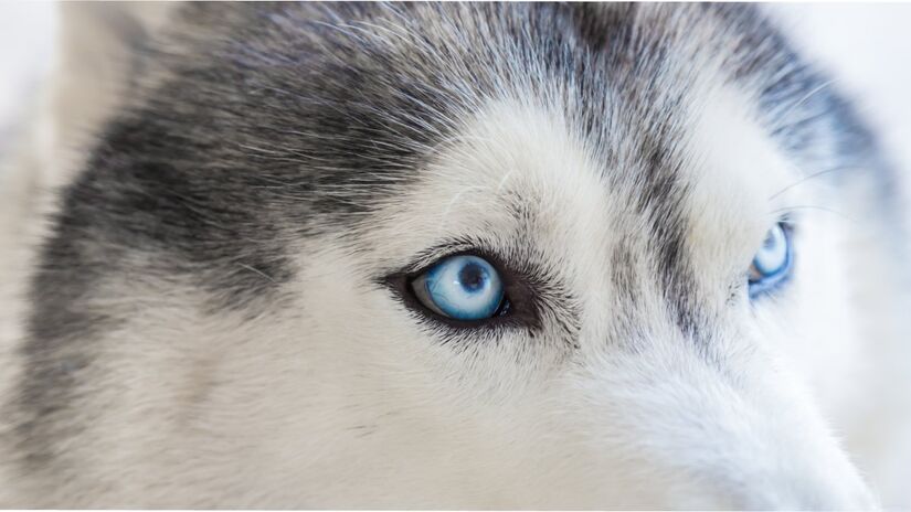 Dependendo da raça do cão, a coloração azulada pode ser natural (fotos: Freepik)