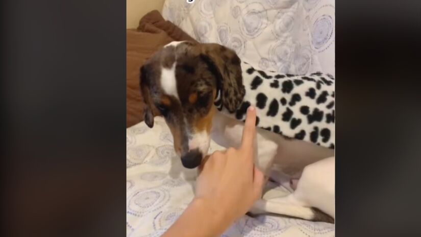 5) Meça também os bracinhos do pet no tecido