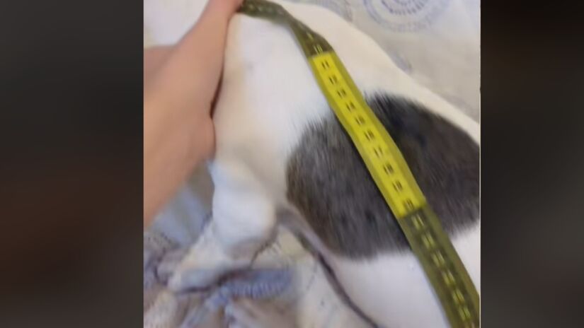 2) Pegue uma fita métrica e mede as costas do seu pet