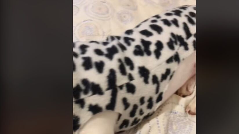 9) Prontinho!! Seu pet tem uma roupinha nova feita por você!! Fotos: Reprodução TikTok/aturmadobento